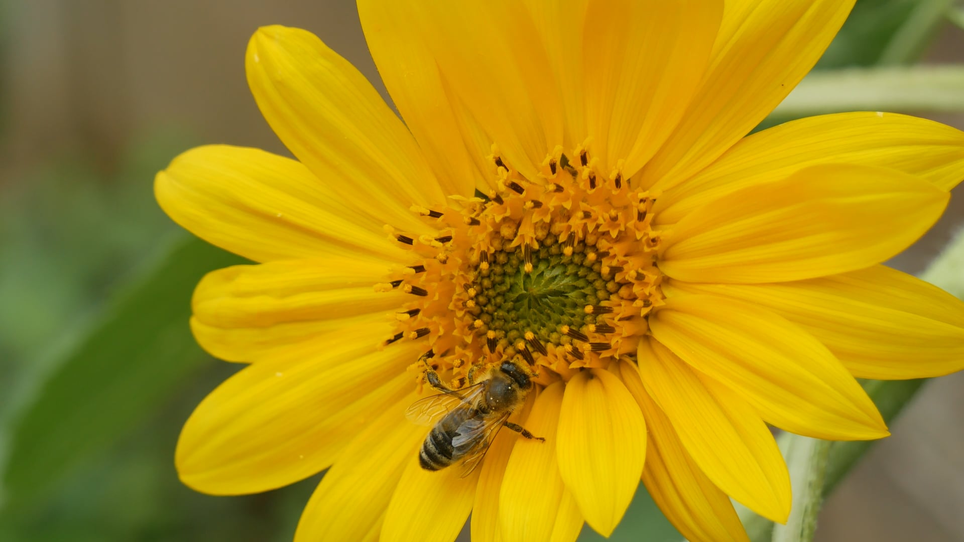 Dromore Beekeepers Association