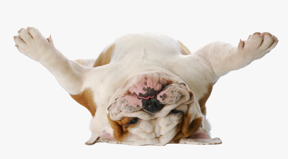 Pet Business Insurance Ireland