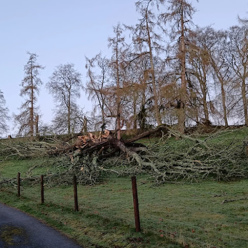 Doran Tree Services