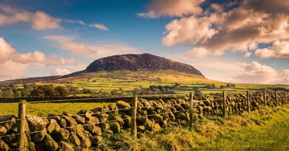 Slemish Fungi