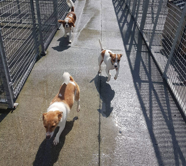 Four Paws Boarding Kennels