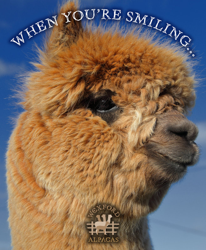Wexford Alpacas