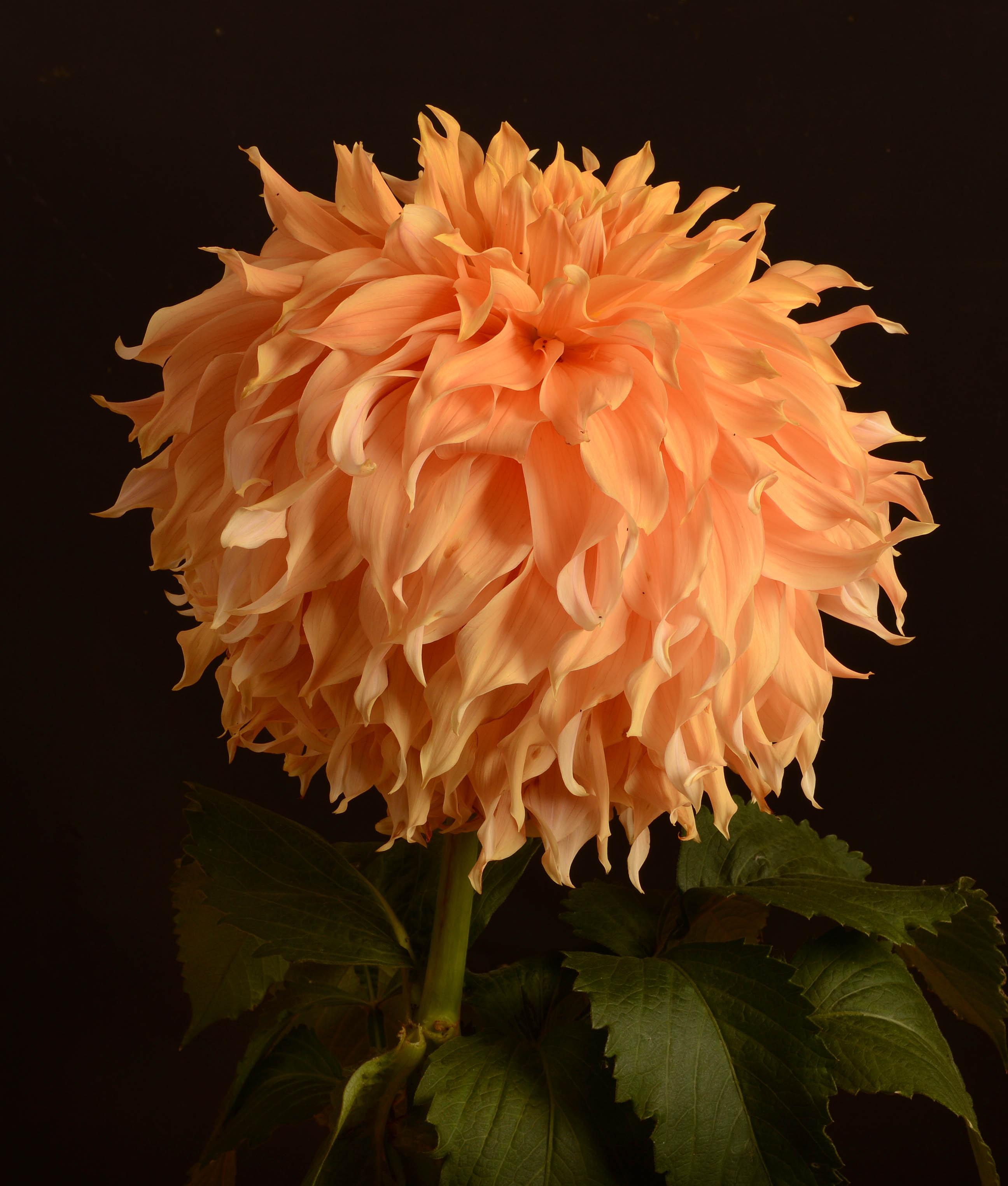 Three Gates Nursery and Florist