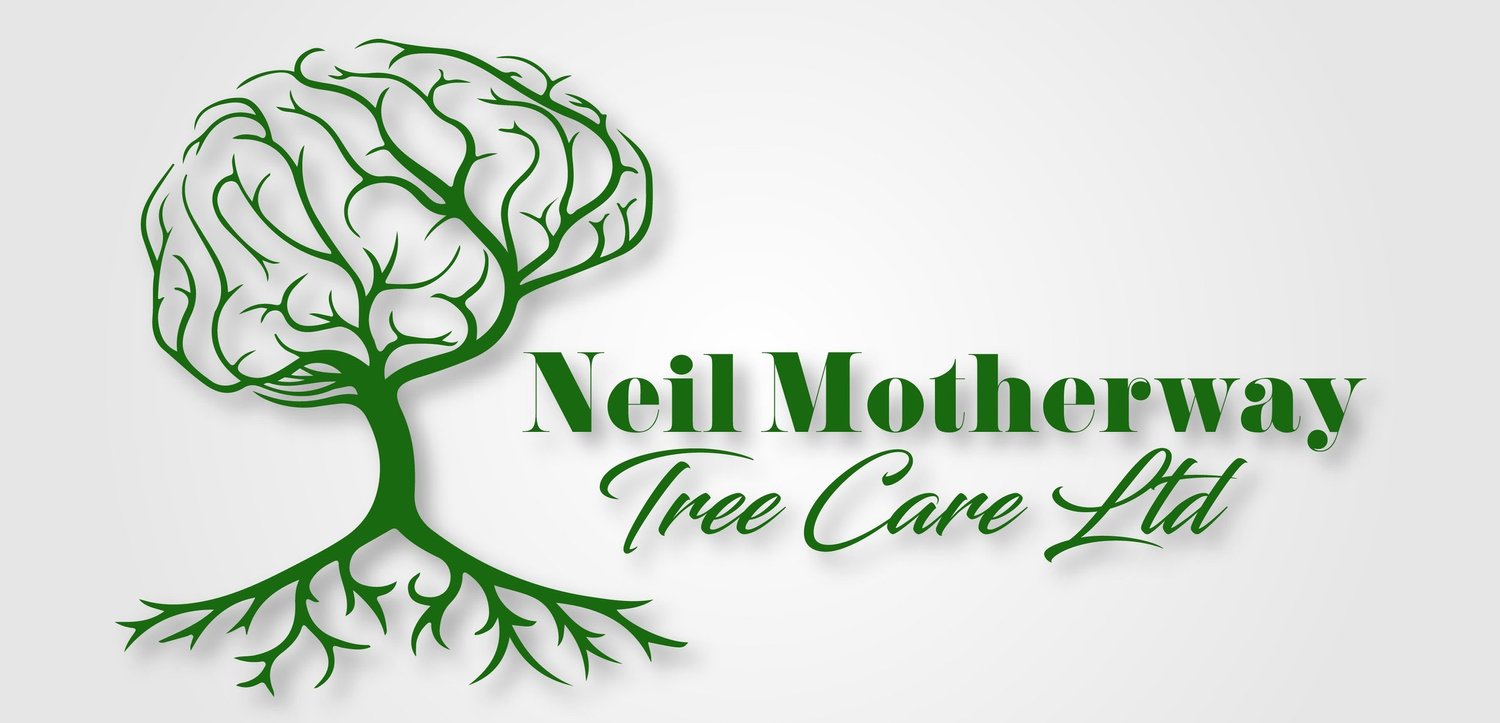 Neil Motherway Tree Care
