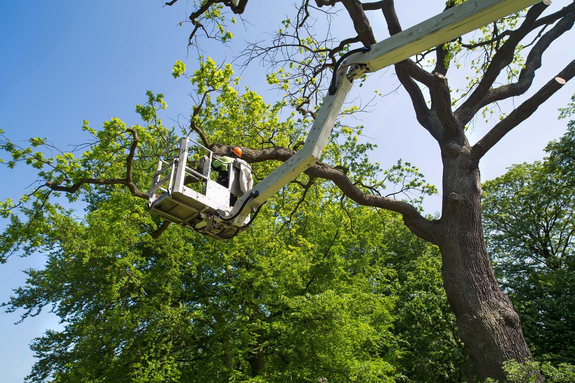 Cosgrove Tree Services