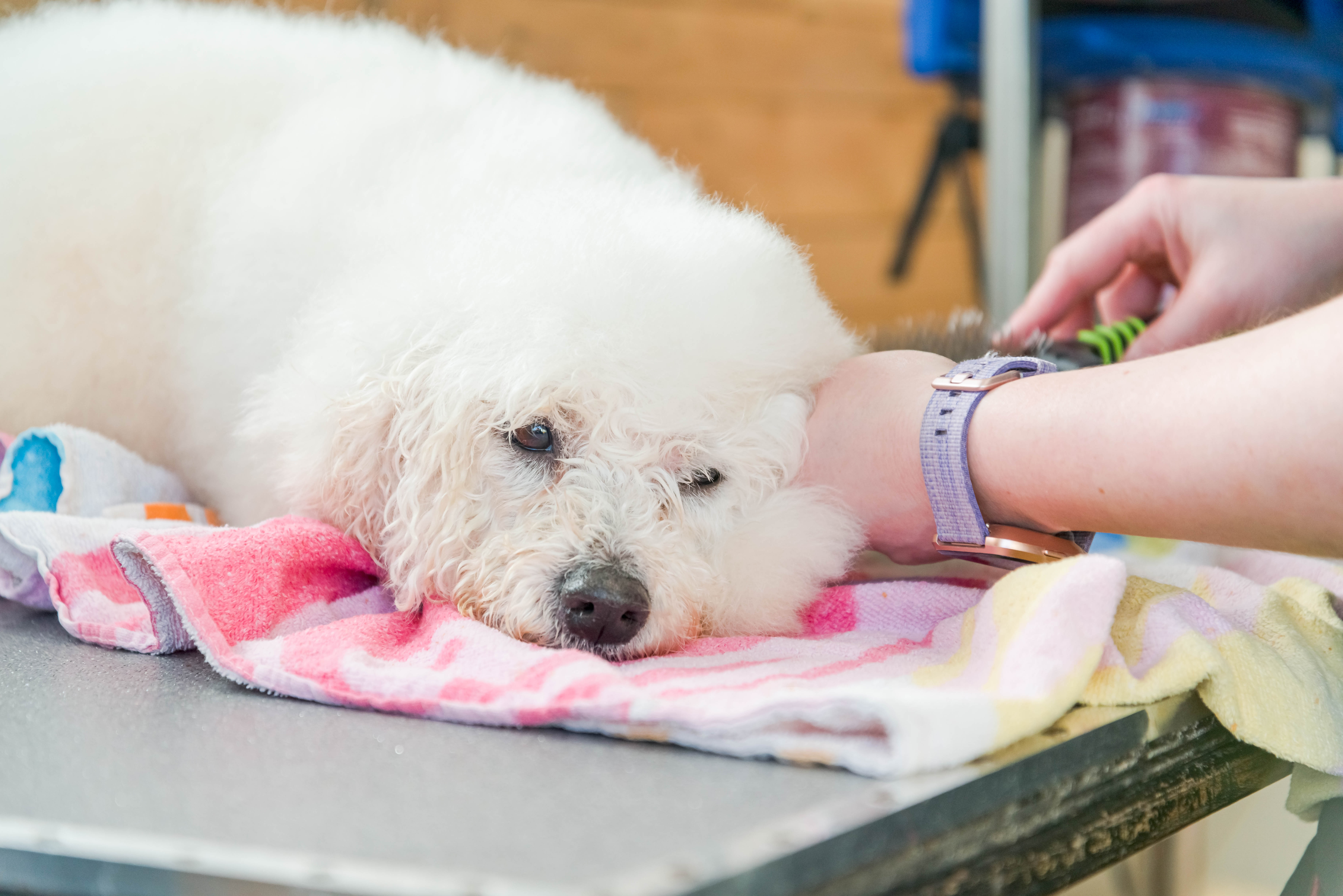 Lush Puppy Grooming