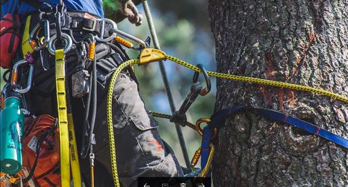 Oakwood Tree Care - Tree Surgeon, Waterford