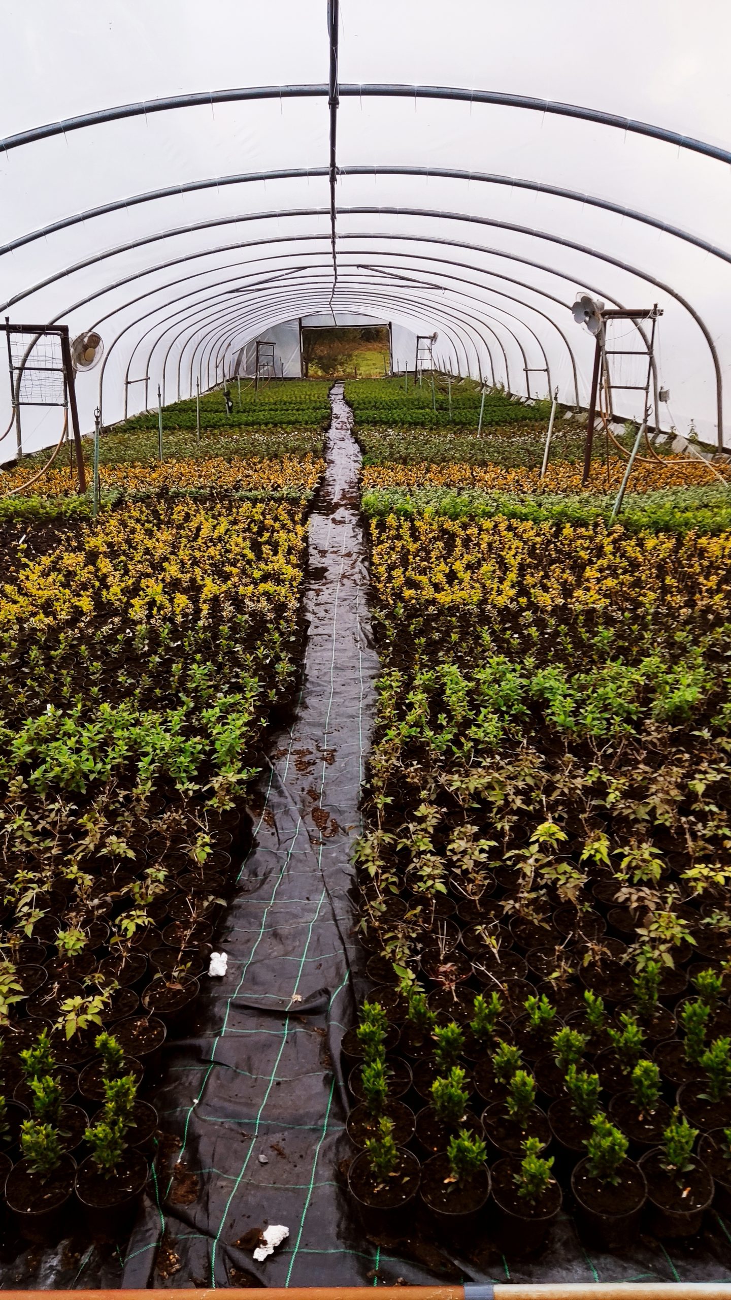 Buds Nursery