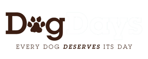Dog Days Belfast