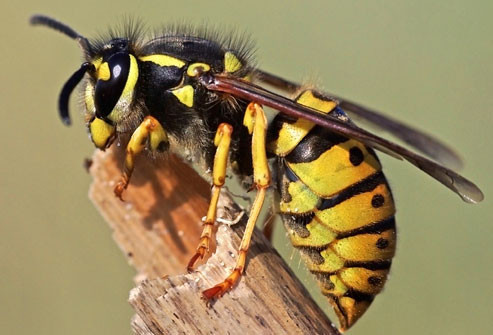 Pest No More