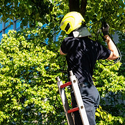Ashwood Tree Services