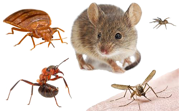 Environmental Pest Solutions