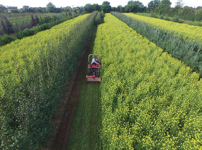 Annaveigh Plants Limited