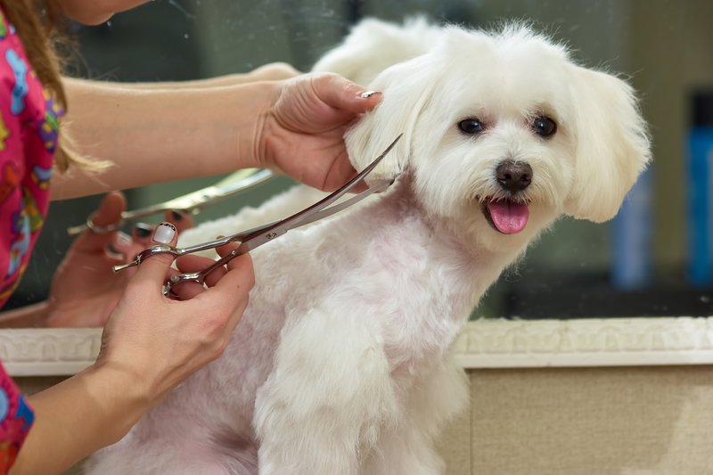 Barkin Barbers & Pet Hotel