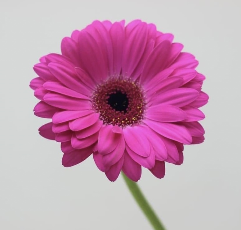 Bella Boo Blooms
