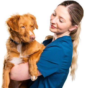 Garden Lodge Veterinary Clinic, Stormont