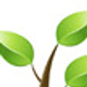 Noel Ryan Tree Surgeon