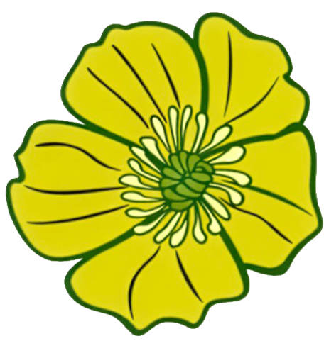 Ballyheane Buttercups Community Childcare Service