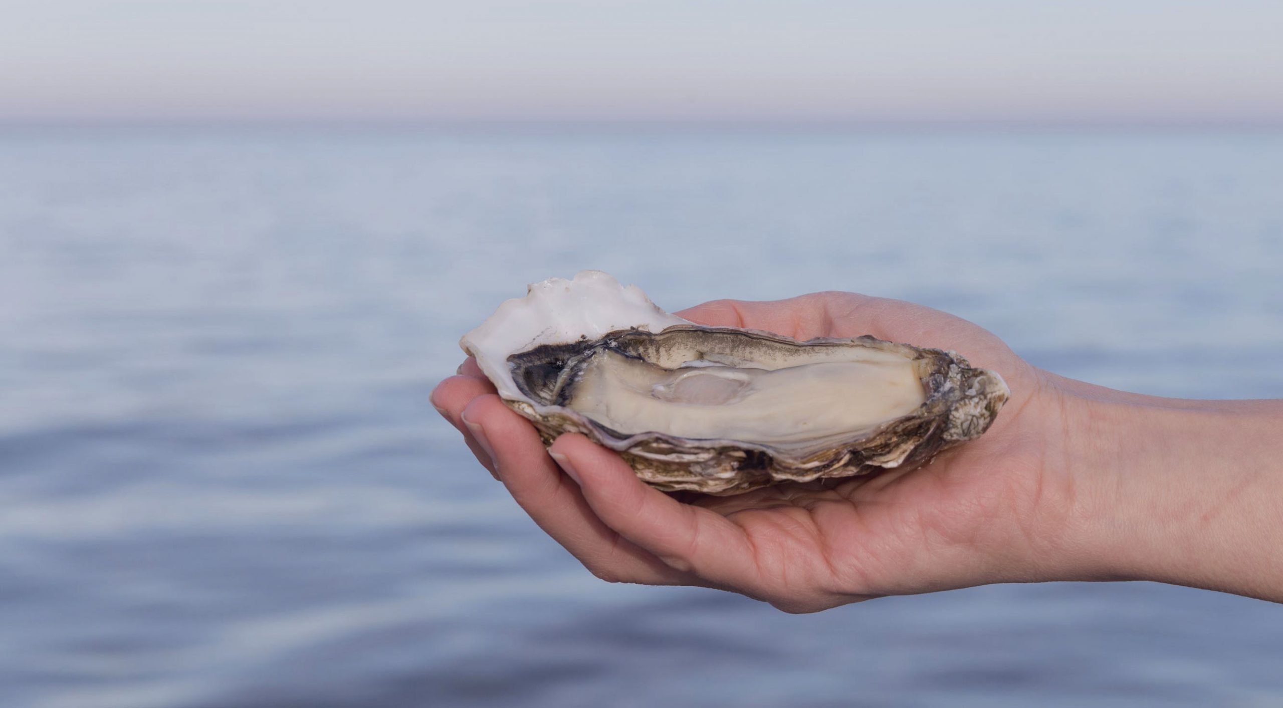 Cooley Oysters Ltd.