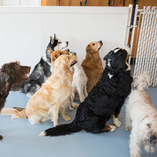 The Dog Company