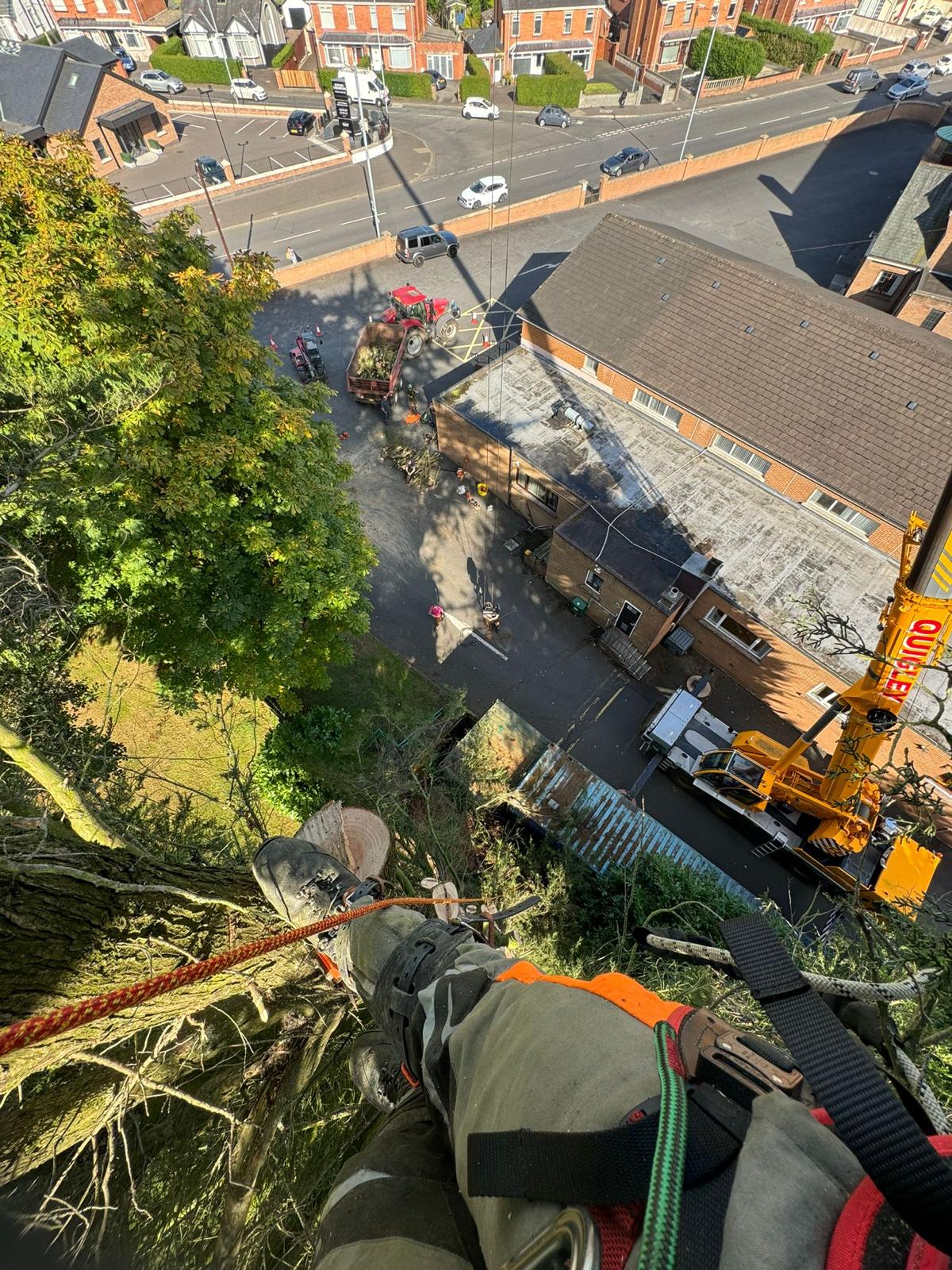 Total Trees Ltd