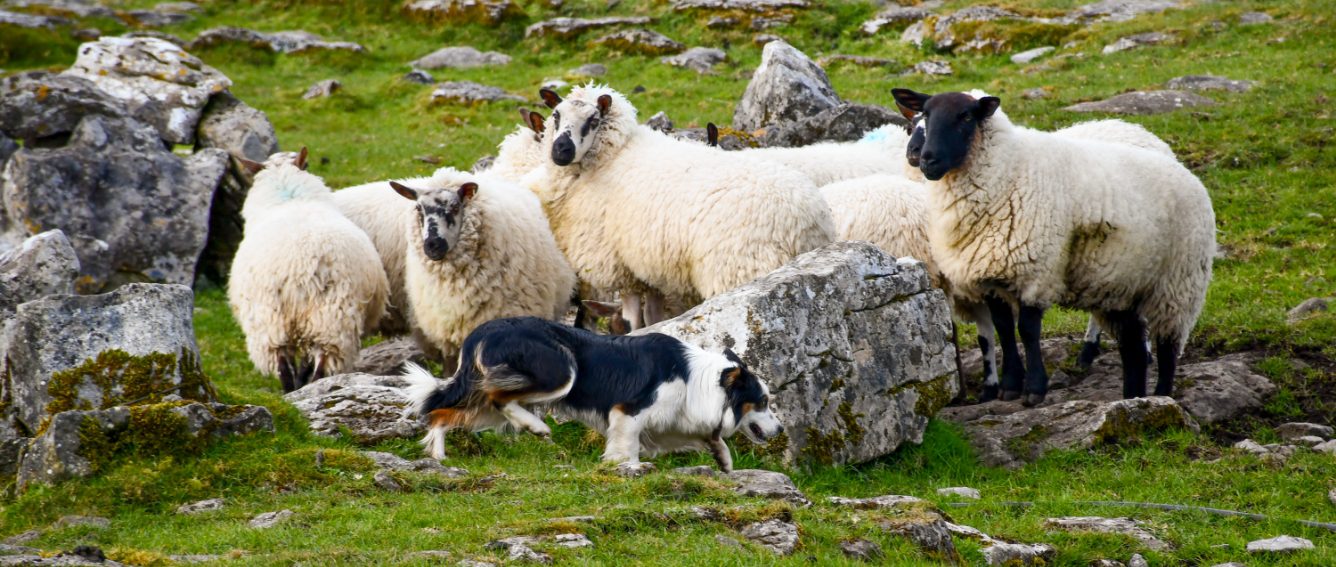 Caherconnell Stone Fort & Sheepdog Demonstrations