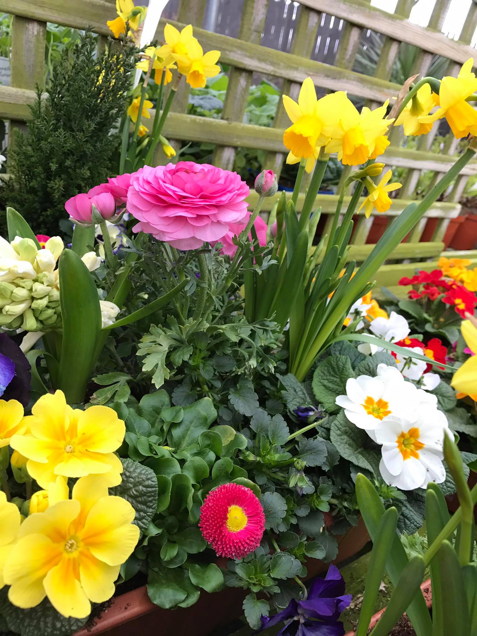 Easter Island Garden Centre