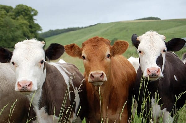 Campsie & Strule Farm Vets - Newtownstewart
