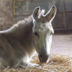 The Sathya Sai Sanctuary Trust for Nature
