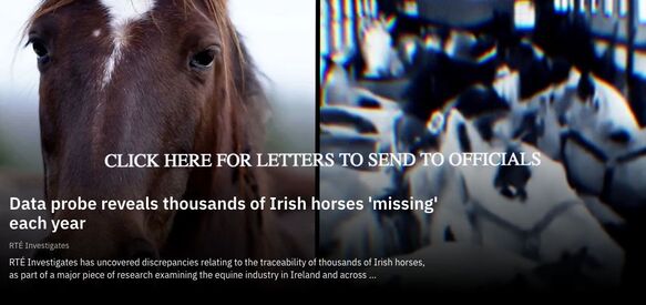 My Lovely Horse Rescue Charity Shop
