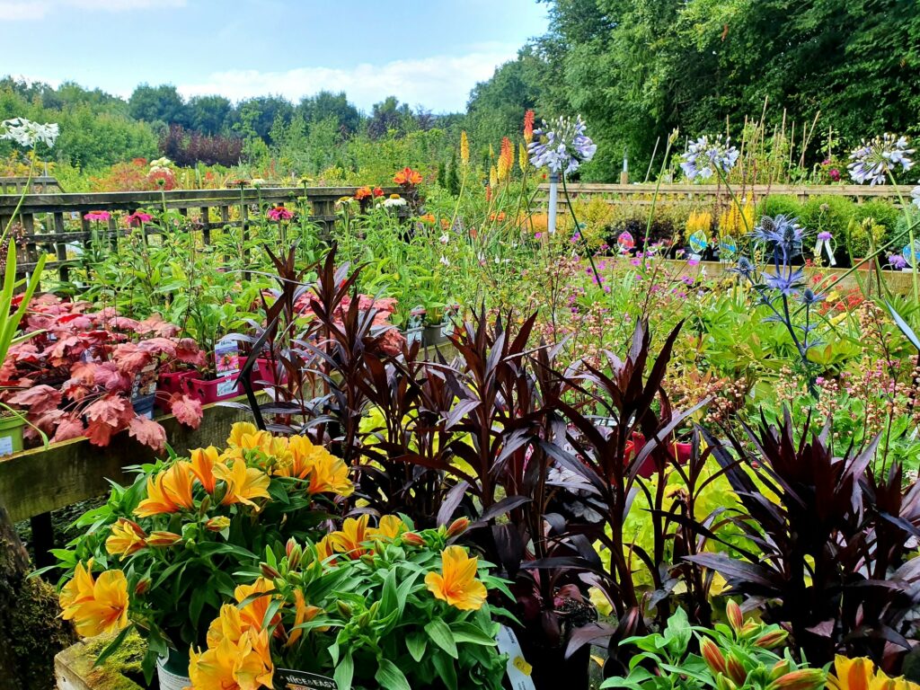 Kinbark Nurseries & Garden Centre