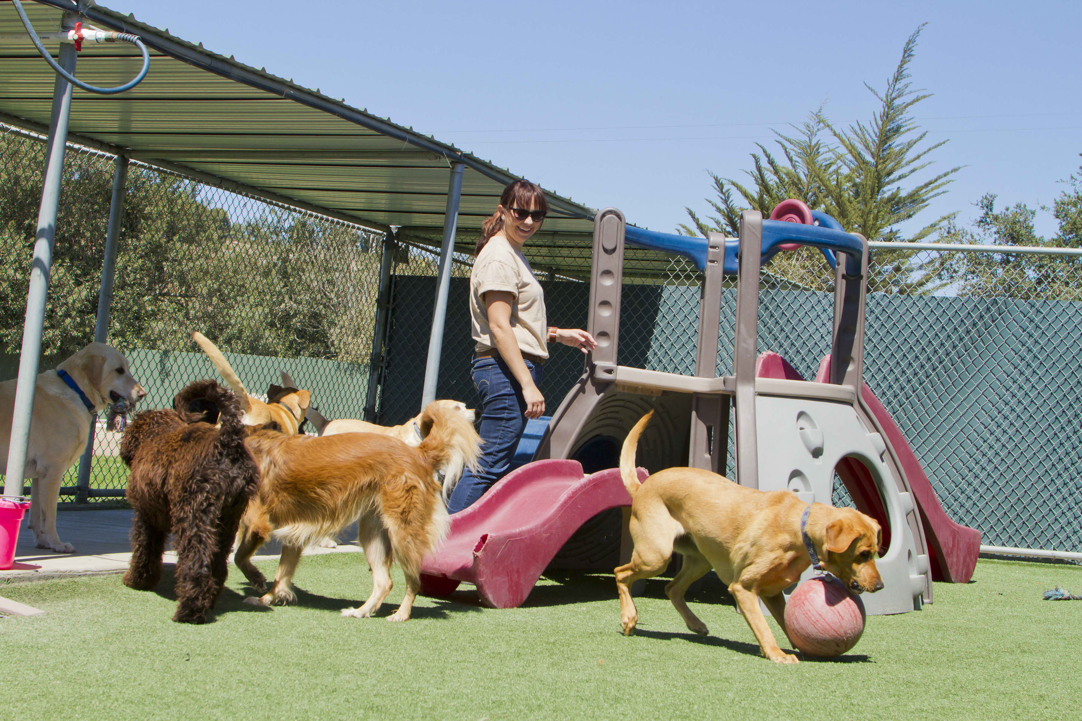 Hazel Dean Kennels