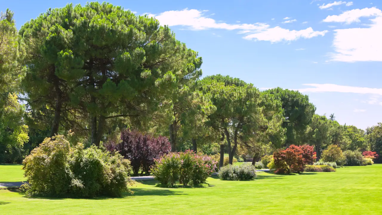 Kingswood Tree Surgeons