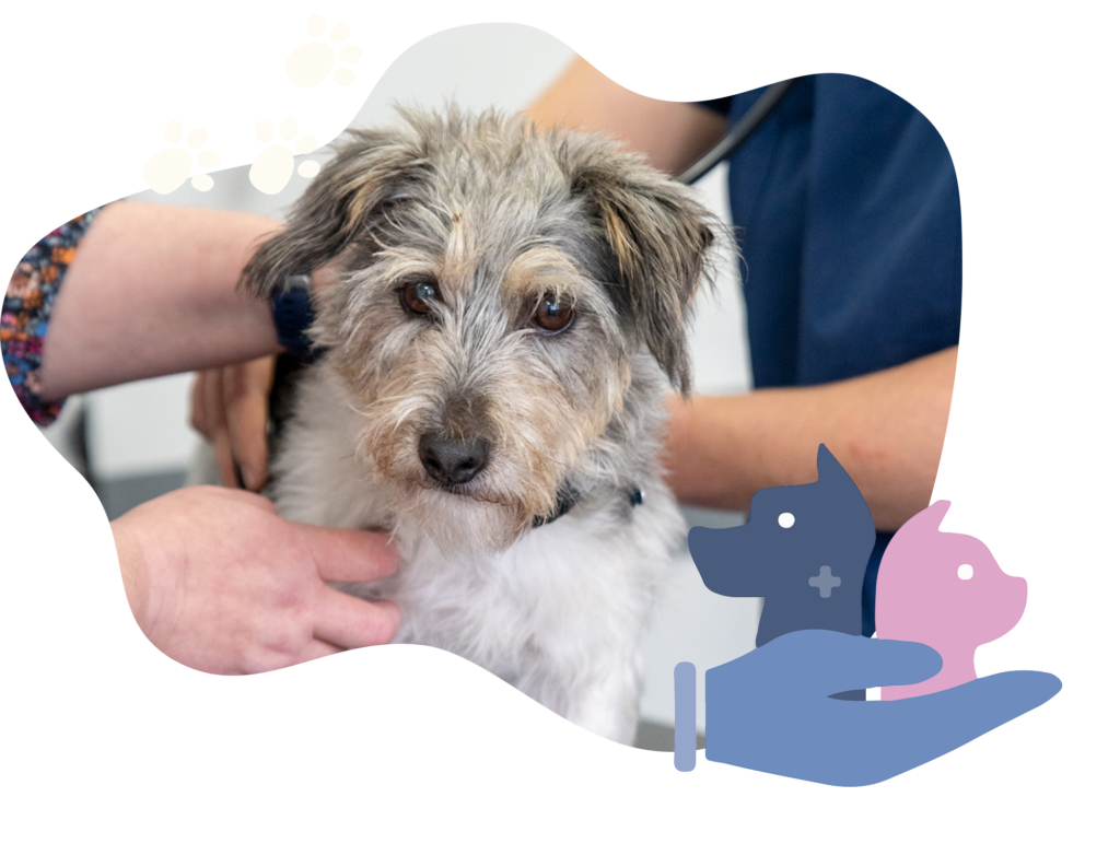 Gortlands Veterinary Clinic