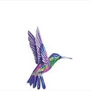 Hummingbird Meadow & Design