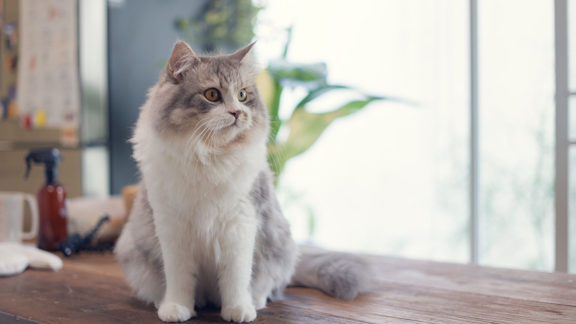 Abbeyville Veterinary Clinic - Carrigaline