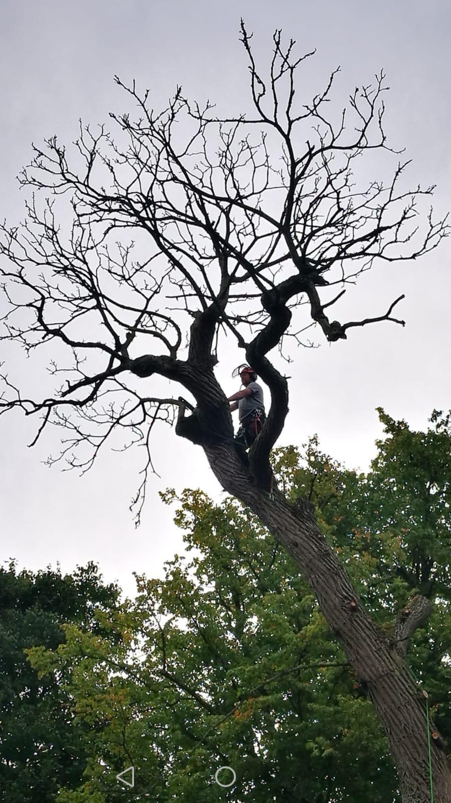 Healion Tree Care