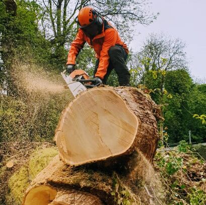 Hall Tree Services