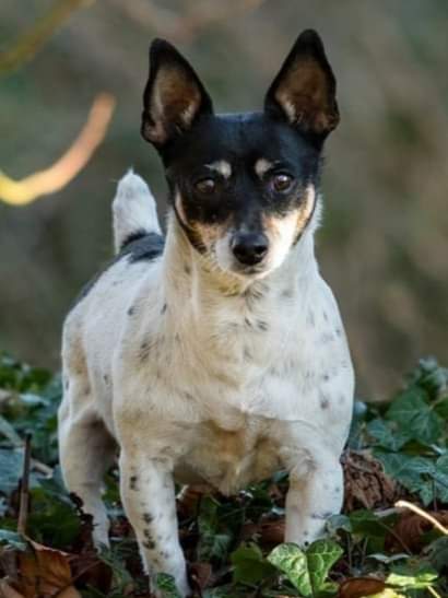 Small Paws Dog Grooming & Boarding Kennels