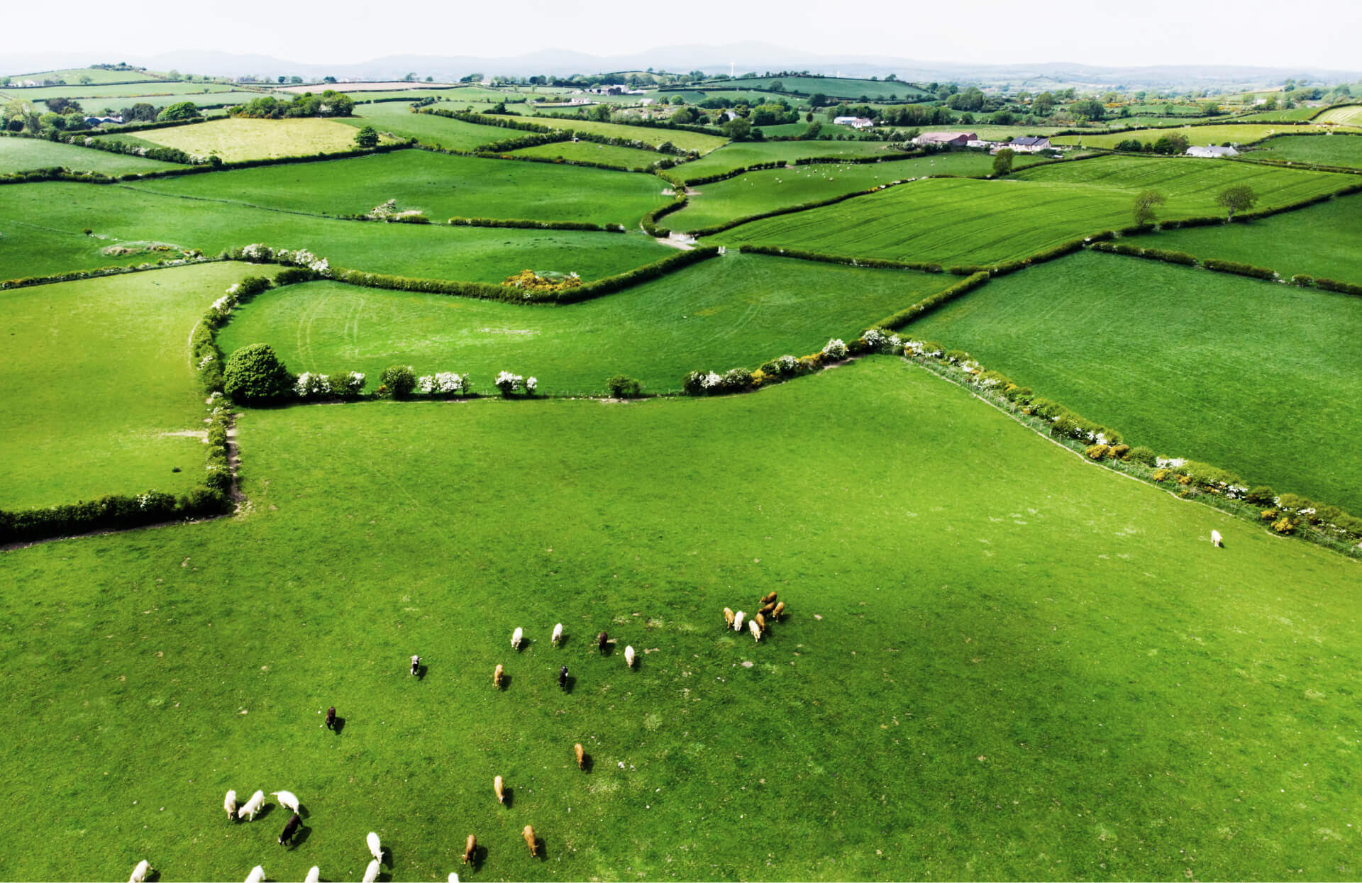 O'Brien Fine Foods