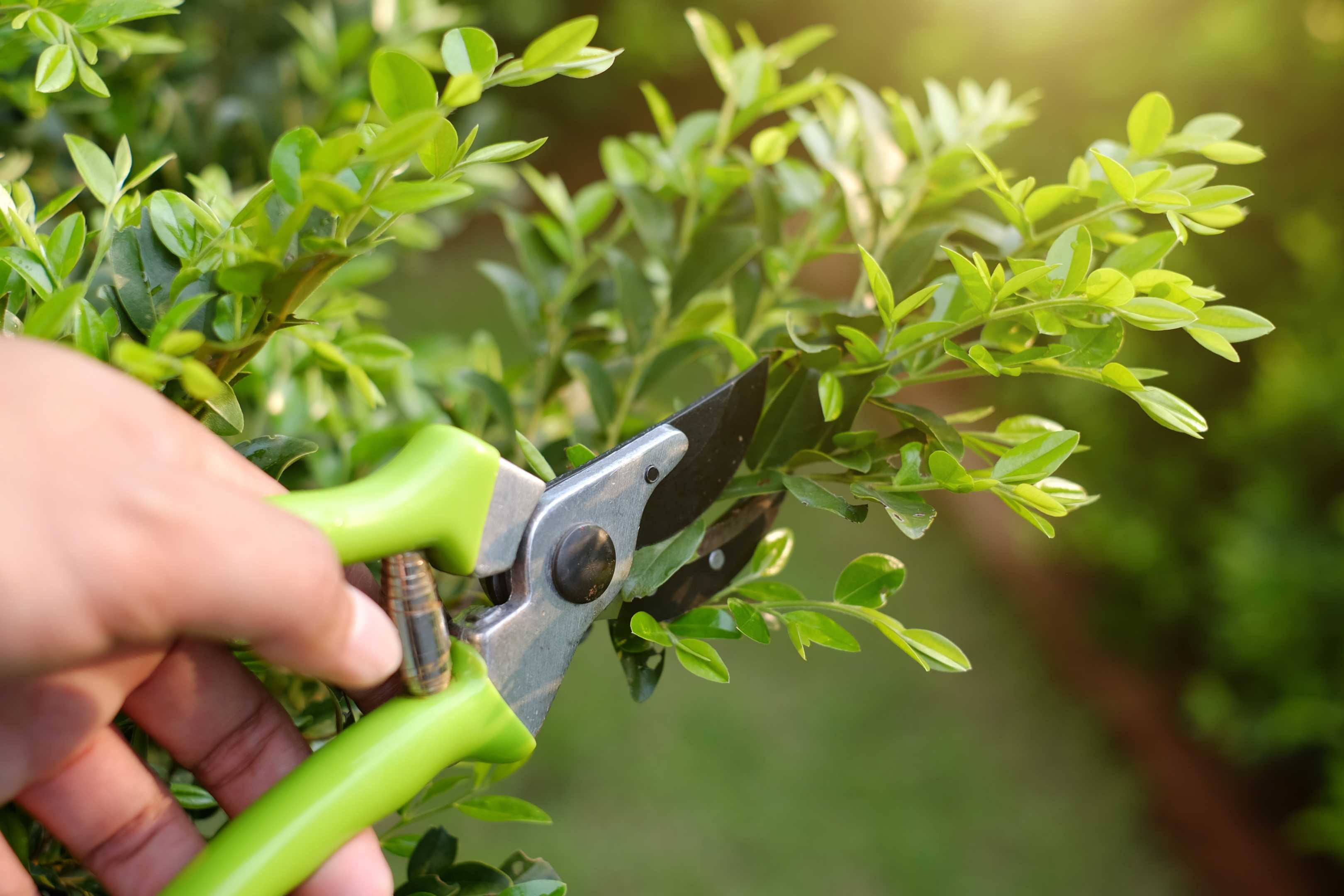 Cutting Edge Lawncare
