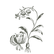 Wildflower