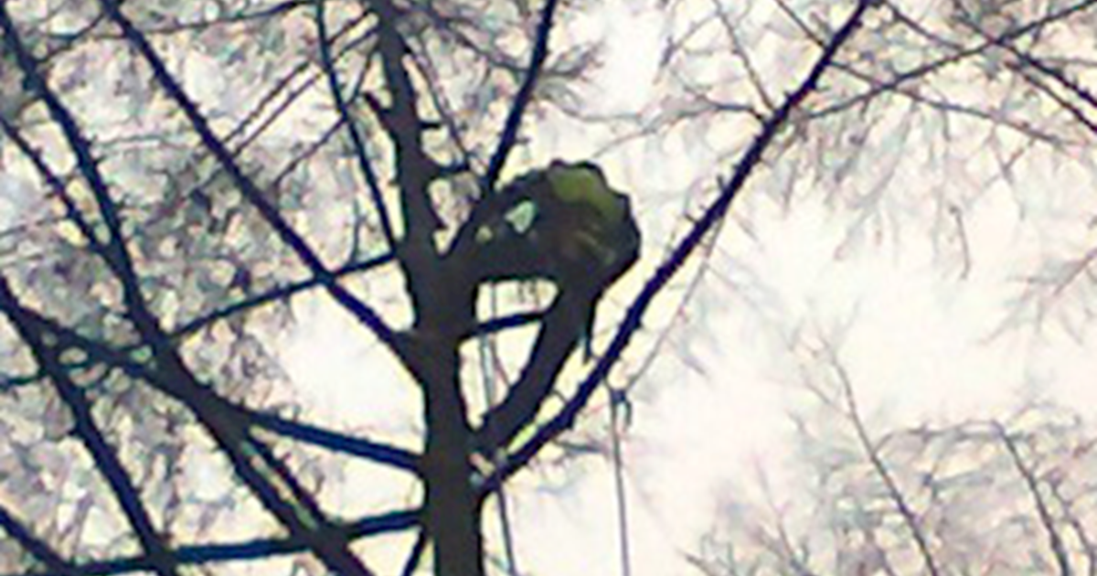 Gavin McDermott Tree Services