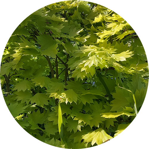 Drum House Nurseries