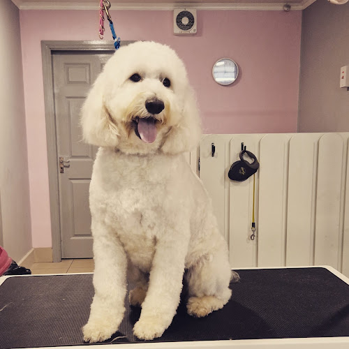 PetSmartGrooming Westport