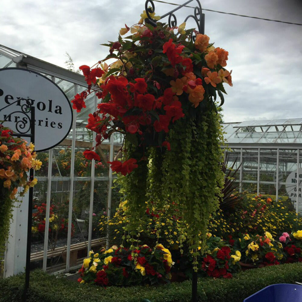 Pergola Nurseries Limited