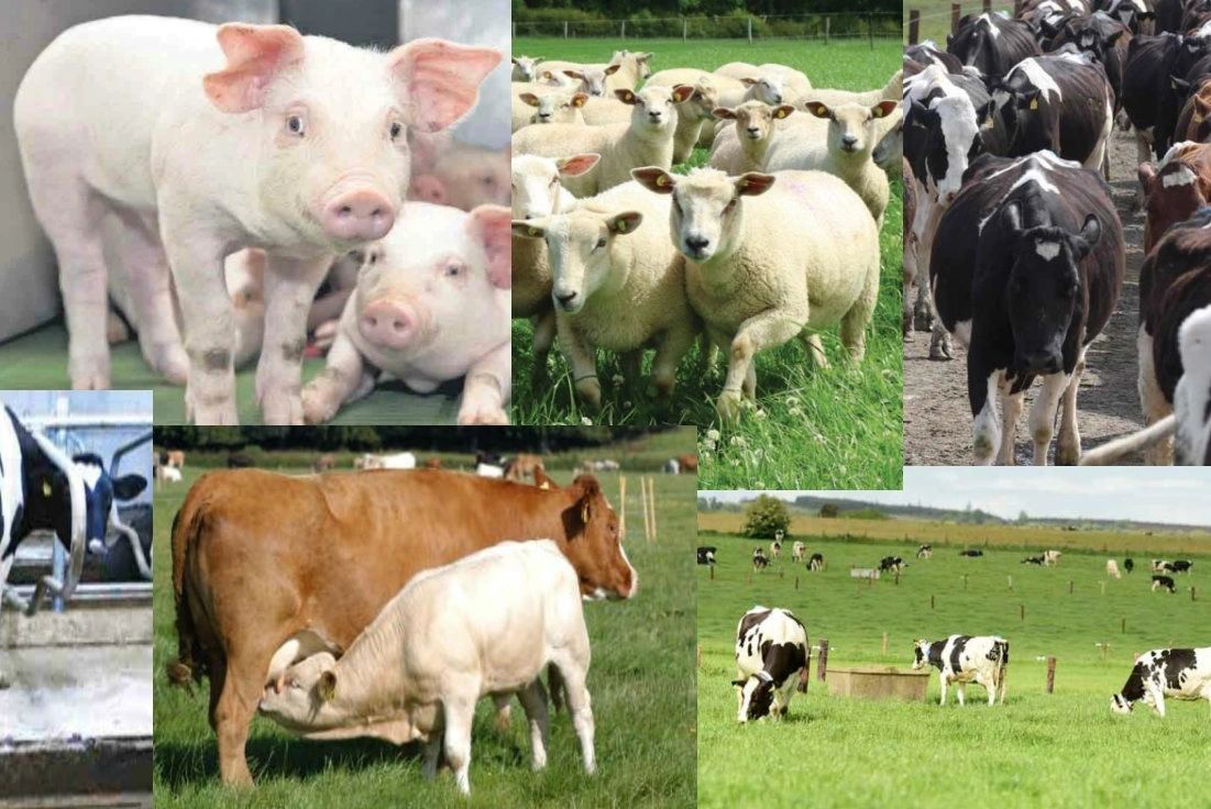 Curtin Agricultural Consultants