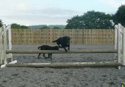 A1 Boarding Kennels & Cattery