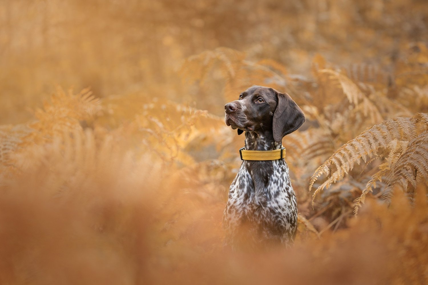 The Backyard Photography Company
