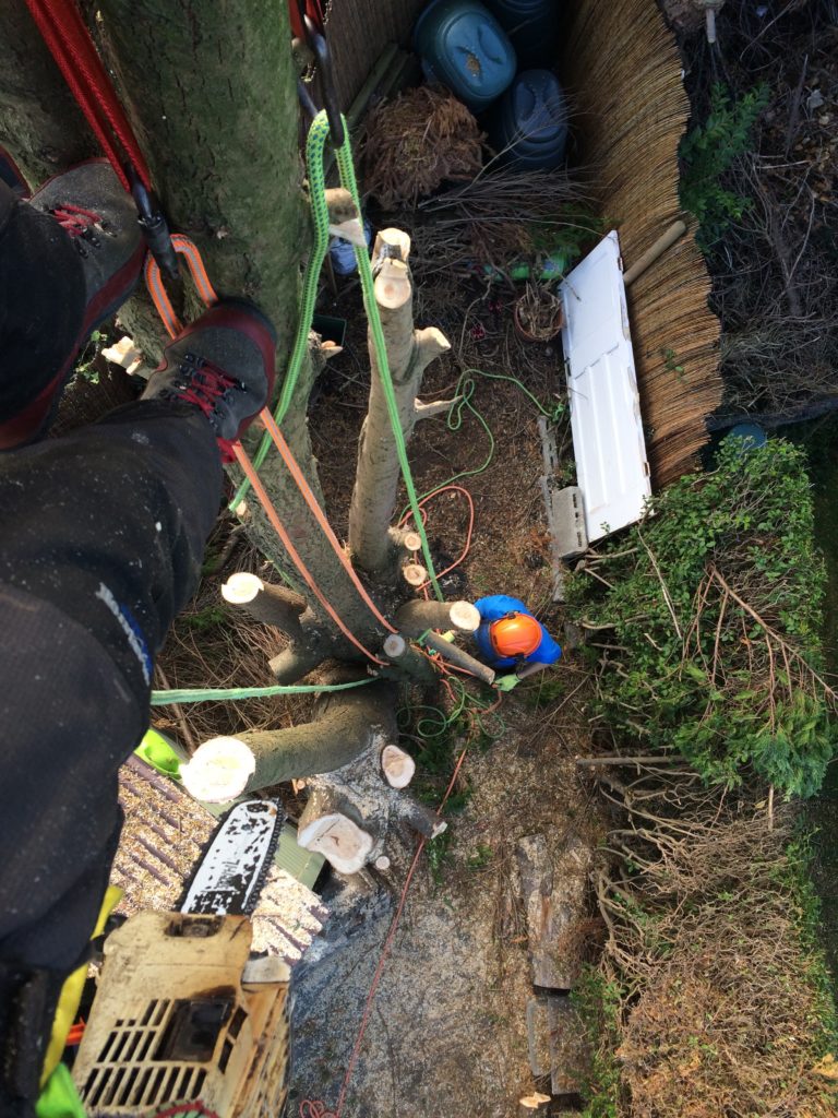 Crown Tree Services